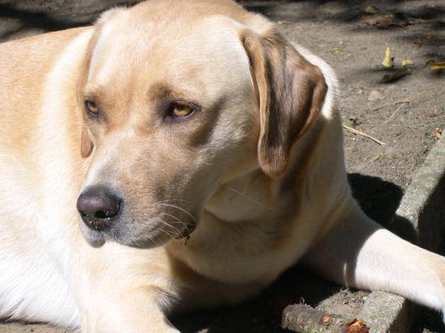labrador uta - Labrador Retriever