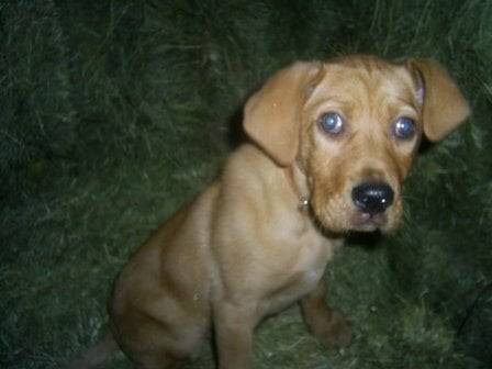 Labrador croisé setter. Il s'appelle Téquila - Labrador Retriever