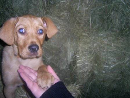 labrador croisé setter . Téquila - Labrador Retriever