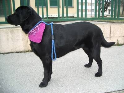 axa labrador retriever - Labrador Retriever