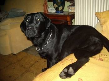 axa labrador retriver - Labrador Retriever