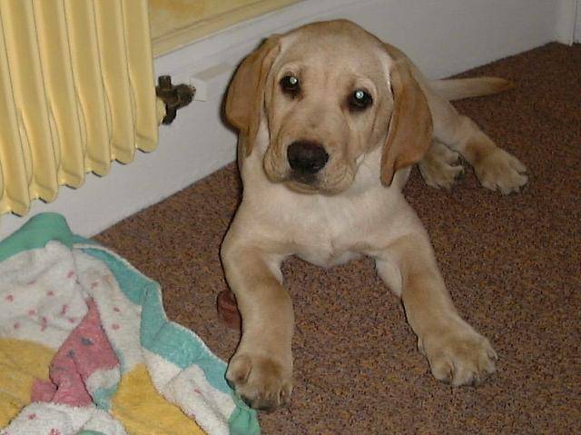 Labrador Titoune - Labrador Retriever