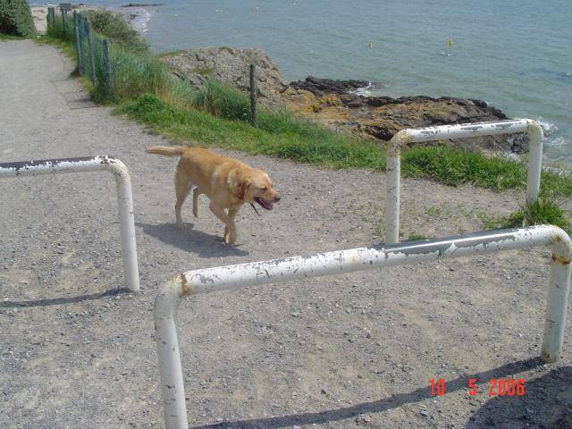 labrador uta - Labrador Retriever