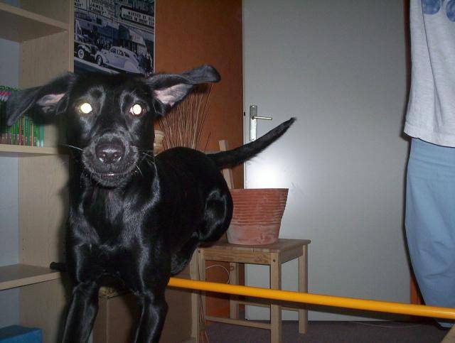 Kaamelott - croisé labrador - Labrador Retriever