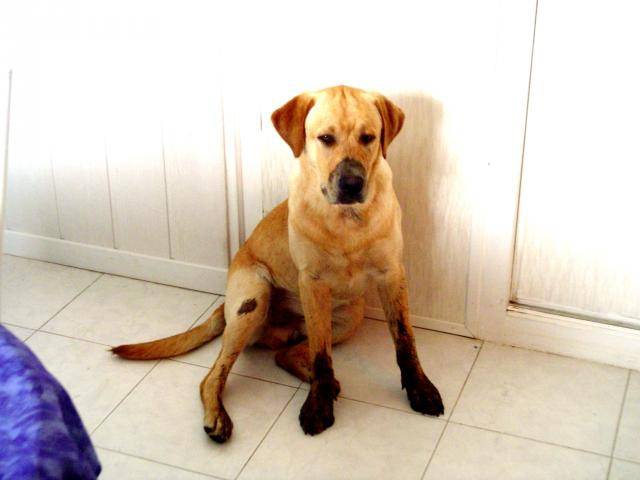 ATHOS LABRADOR 9 mois - Labrador Retriever (9 mois)