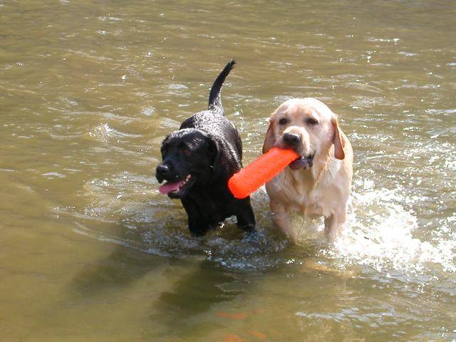 retriever du labrador VAHINE et V'SHADOW - Labrador Retriever