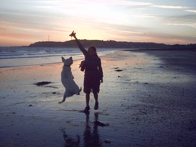 Labrador BIANCA - Labrador Retriever