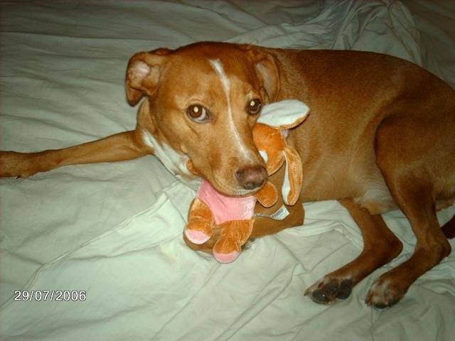 filou labrador/épagneul - Labrador Retriever