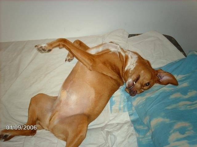 filou labrador/épagneul - Labrador Retriever