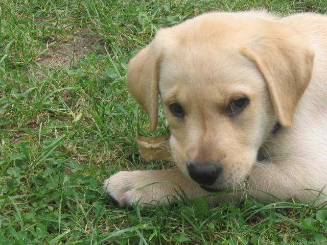Labrador Back - Labrador Retriever