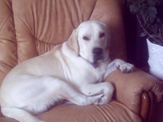 labrador wico - Labrador Retriever