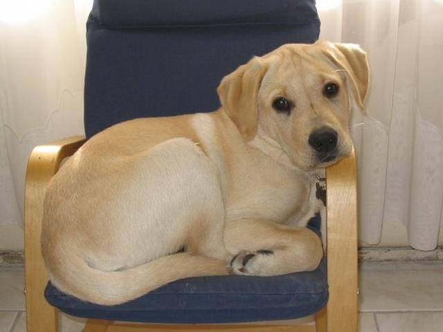 BACK LABRADOR - Labrador Retriever