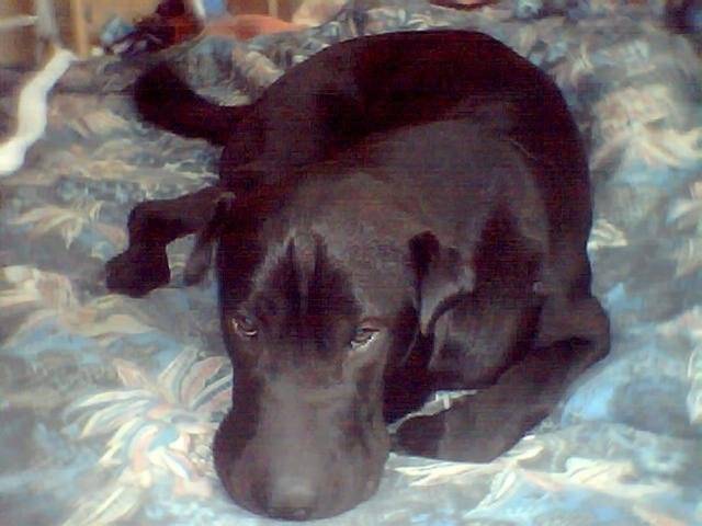 croisé sharpeï/labrador: charles - Labrador Retriever