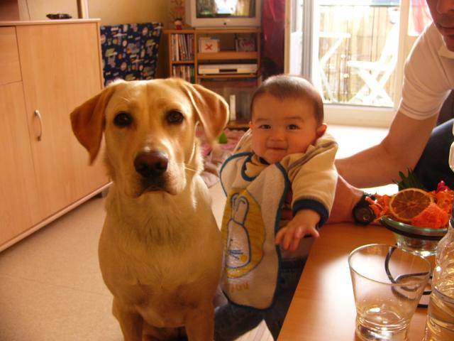 Labradors Anga - Labrador Retriever