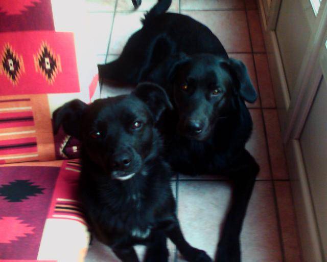 croisé labrador rocky et théo :) - Labrador Retriever