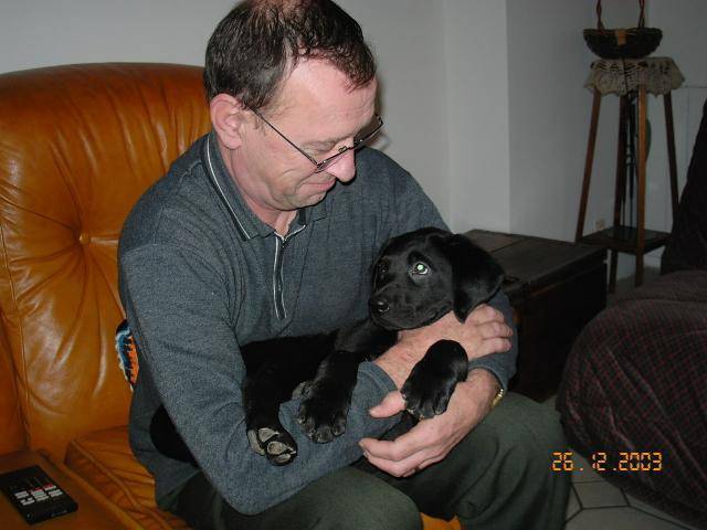 LABRADOR UNZO - Labrador Retriever