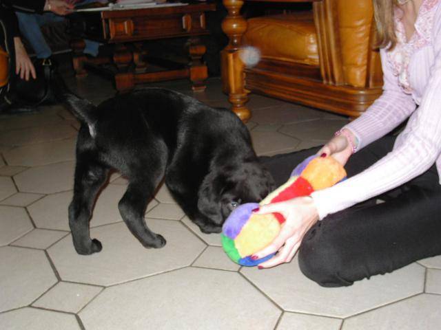 LABRADOR UNZO - Labrador Retriever