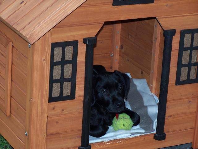 Labrador, Lola - Labrador Retriever