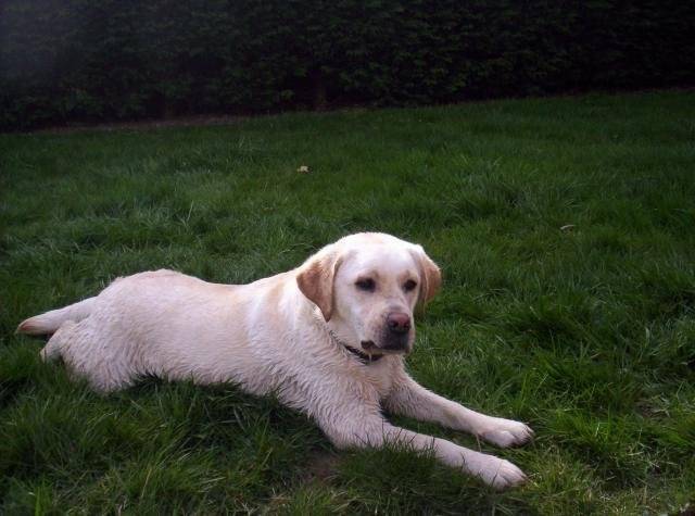 Labrador Badka - Labrador Retriever