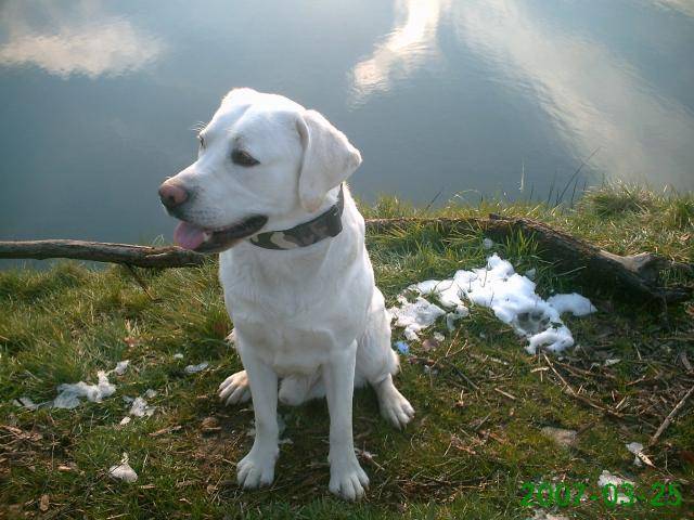 labrador retriever brinty - Labrador Retriever