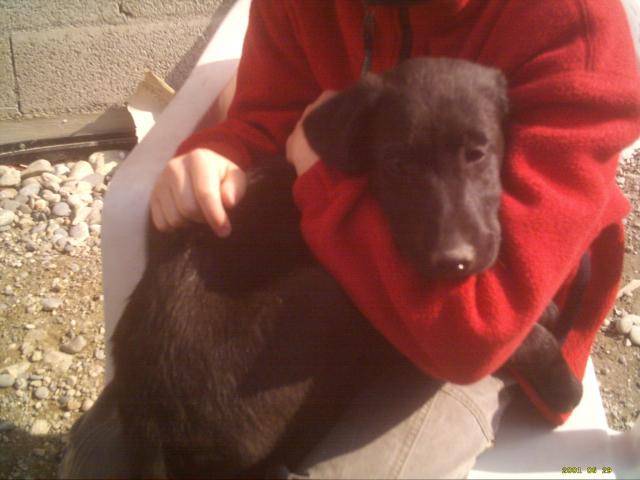 croiser labrador - Labrador Retriever