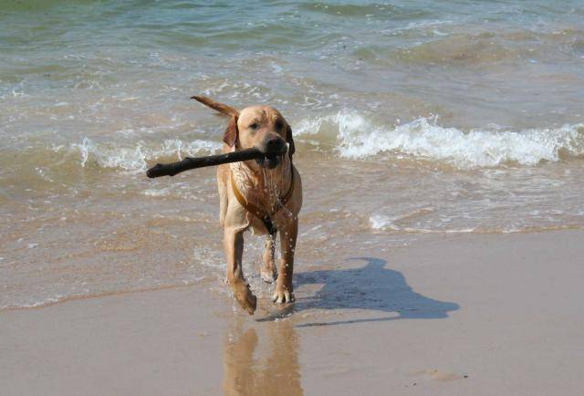 Athos LABRADOR - Labrador Retriever