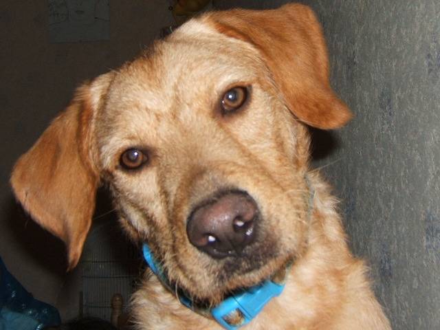 croise labrador et griffon - Labrador Retriever