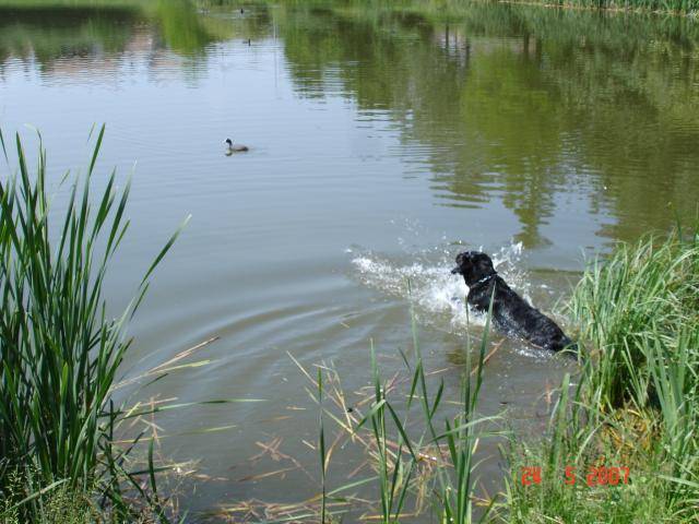 LABRADOR UNZO - Labrador Retriever