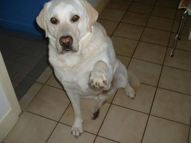 Labrador - Labrador Retriever