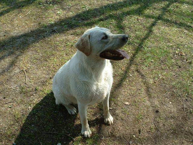 TOM labrador - Labrador Retriever