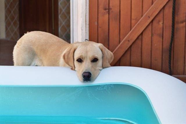 LABRADOR NESS - Labrador Retriever