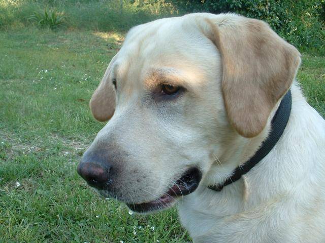 bug labrador - Labrador Retriever