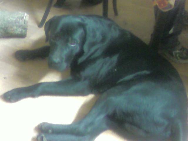 croisé labrador rootweiller Bacchus - Labrador Retriever