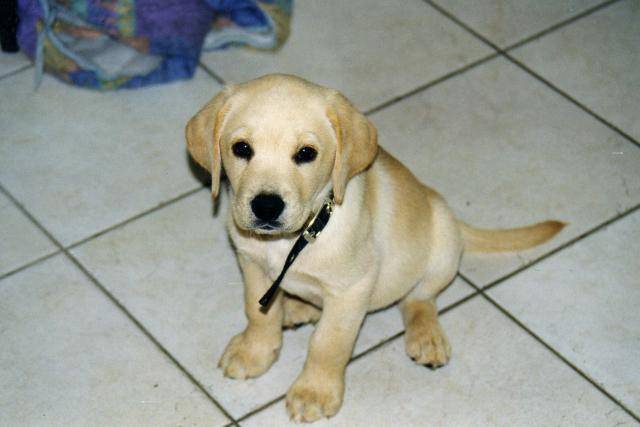 labrador NESS - Labrador Retriever