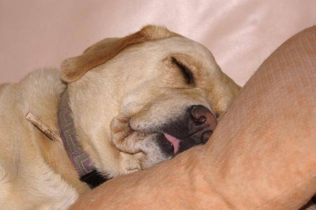 Labrador NESS - Labrador Retriever