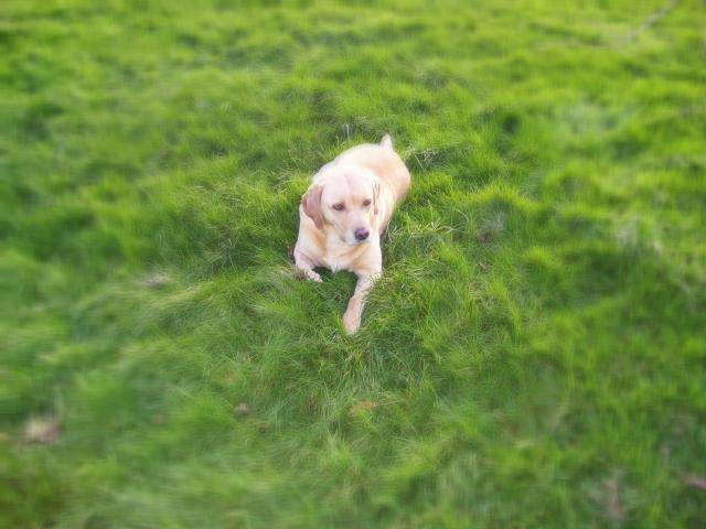 Labrador Uta - Labrador Retriever