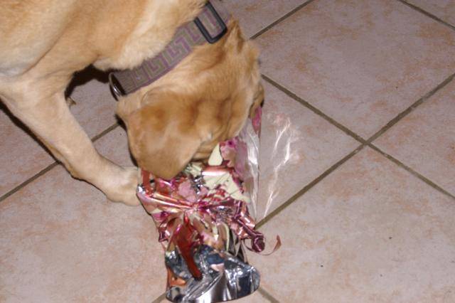 LABRADOR NESS - Labrador Retriever