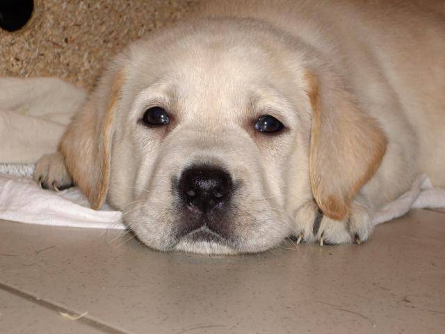 Labrador, Chad - Labrador Retriever
