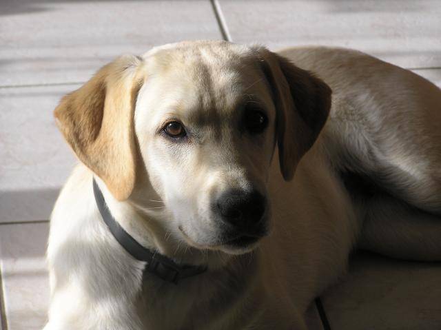 labrador canelle 6 mois - Labrador Retriever (6 mois)