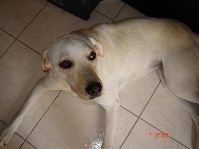 fidele labrador - Labrador Retriever