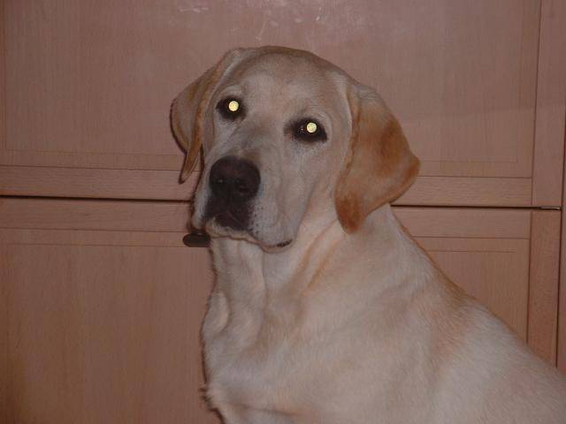 Labrador - Chunky - Labrador Retriever