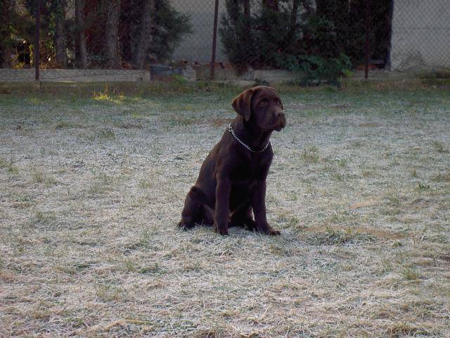 labrador chocolat. Caporal - Labrador Retriever