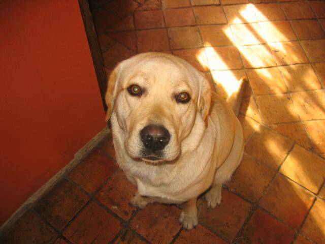 BRINDILLE labrador - Labrador Retriever