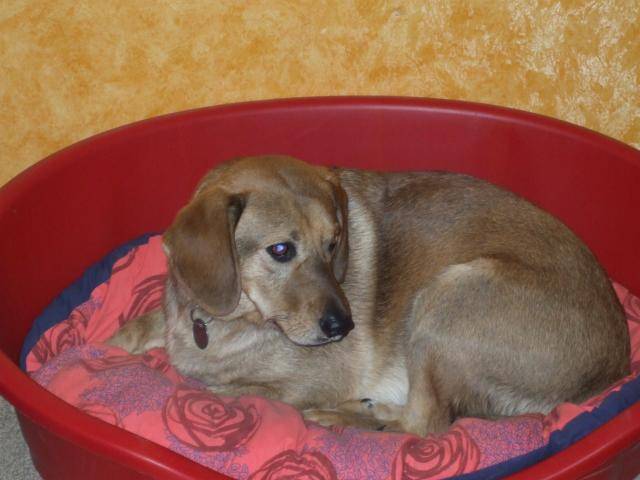 LABRADOR KIKINOU - Labrador Retriever