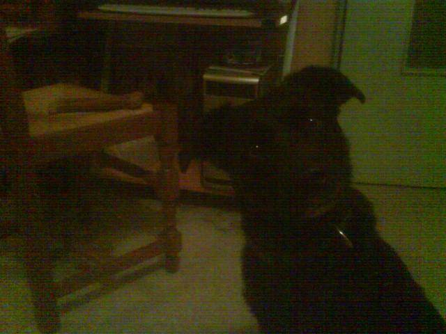 croisé labrador -CHIPIE- - Labrador Retriever