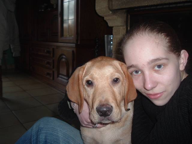 Cleyton, Labrador - Labrador Retriever