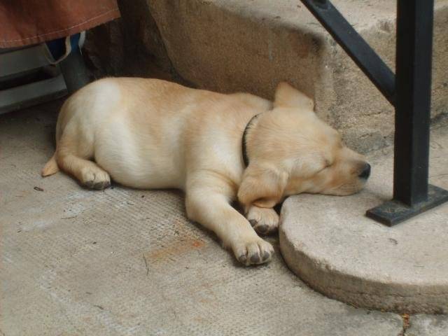 Labrador Cannelle - Labrador Retriever