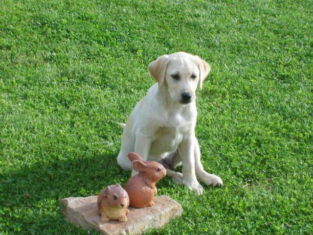 labrador MIRABELLE - Labrador Retriever