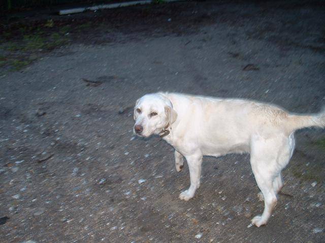 tornade labrador - Labrador Retriever