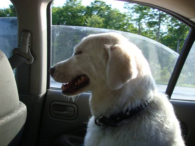 Gucci Golden retriver et Labrador - Labrador Retriever